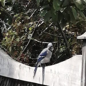 Meet your Posher, Al